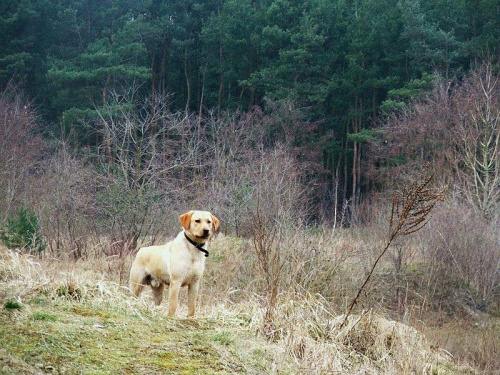 moja dolina ;) #labrador #psy #spacer #wieś