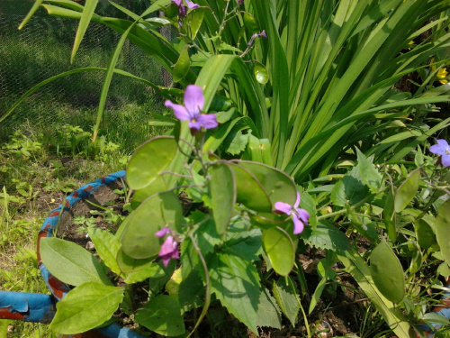 Lunaria annua - miesięcznica #coś #kukurydza