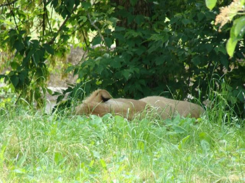 Nasze wszystkie dzieci i wnuki w łódzkim zoo