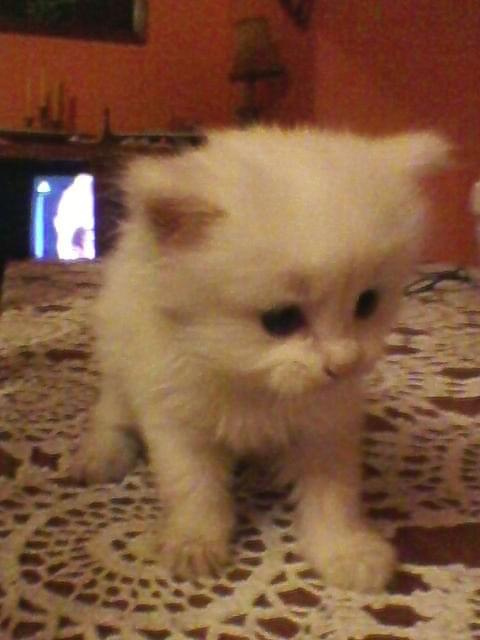 kotek mój #kici #kot #kotek #mały #słodkie