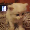 kotek mój #kici #kot #kotek #mały #słodkie