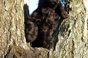 #agility #Luna #pies #szczeniaki