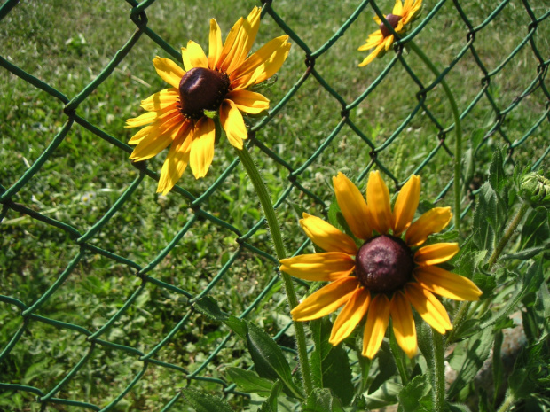 Rudbekia