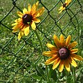 Rudbekia