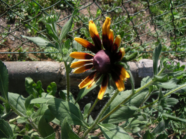 Rudbekia