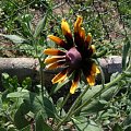 Rudbekia