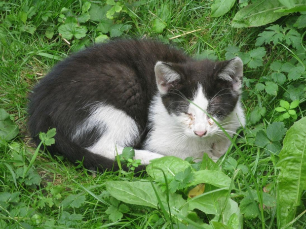 kotki