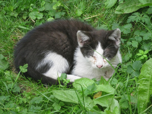 kotki