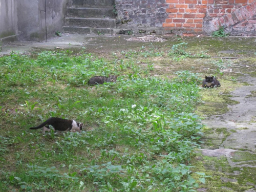 kotki