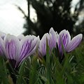 Crocus vernus 'Pickwick'