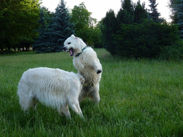 Brutus i Duffel, Park Bródnowski, 2011