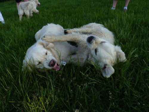 Brutus i Duffel, Park Bródnowski, 2011