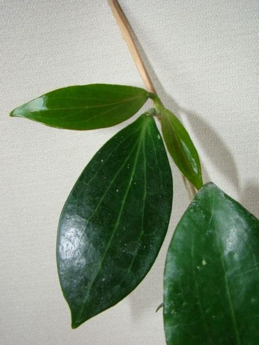 H. sp. Palawan