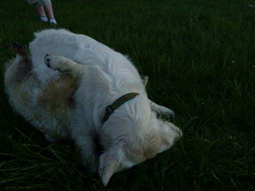 Brutus i Duffel, Park Bródnowski, 2011