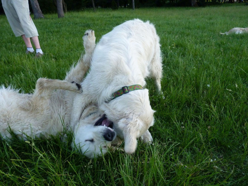 Brutus i Duffel, Park Bródnowski, 2011