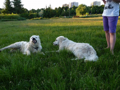 Brutus i Duffel, Park Bródnowski, 2011