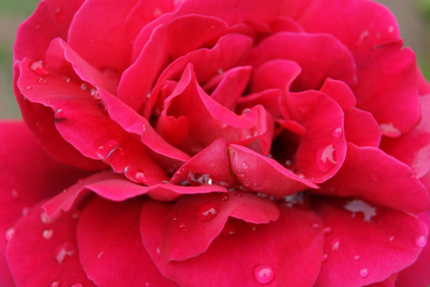 Czerwcowy deszczyk #deszcz #kwiaty #róże