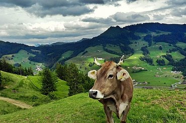 Milka #zwierzeta #krajobrazy #natura