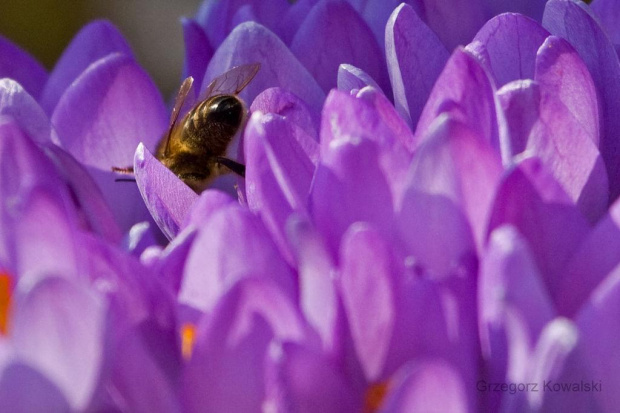 #krokusy #wiosna #pszczoła #ogród