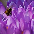 #krokusy #wiosna #pszczoła #ogród