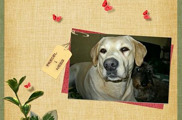 Kilka prac z moimi psiakami #digiscrap #grafika #PSPXI #MojePrace #psy