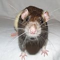 Sucharek #szczury #szczur #rat #rats