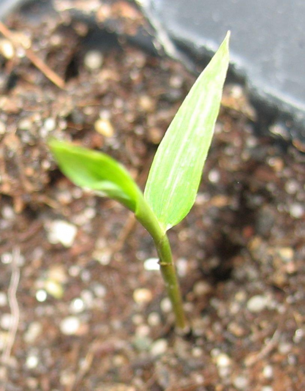 Phyllostachys pubescens
Młoda siewka