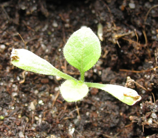 Jajka(ozdobny bakłażan)
(SOLANUM MELANGENA)