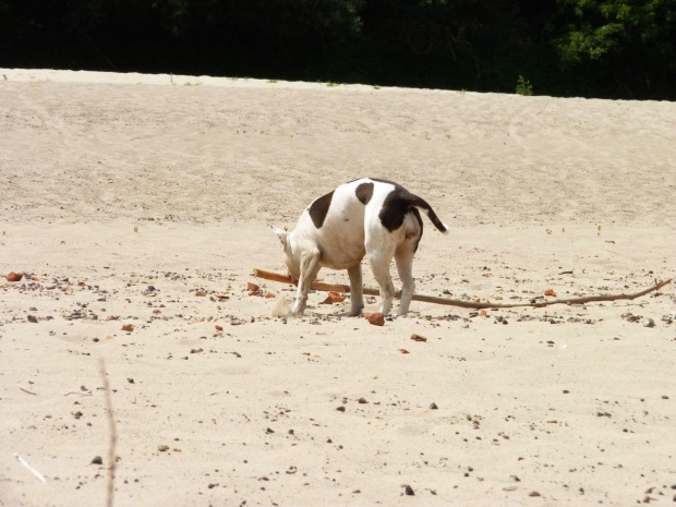 Lola, Wisła, czerwiec 2011