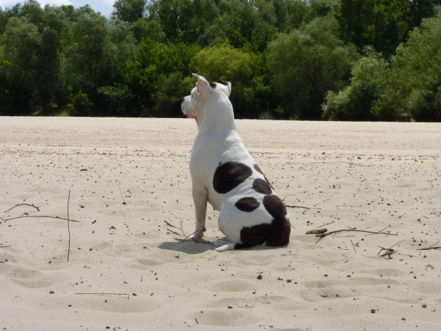 Lola, Wisła, czerwiec 2011