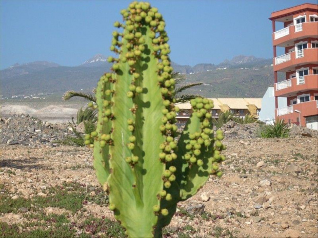 Teneryfa-Callao Salvaje