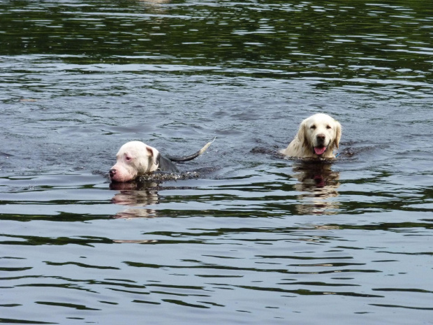 Brutus i Benek, Kruczek, lipiec 2011