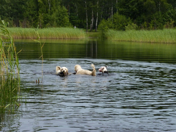 Brutus, Duffel i Benek, Kruczek, lipiec 2011