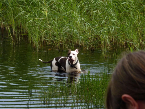 Lola, Kruczek, lipiec 2011