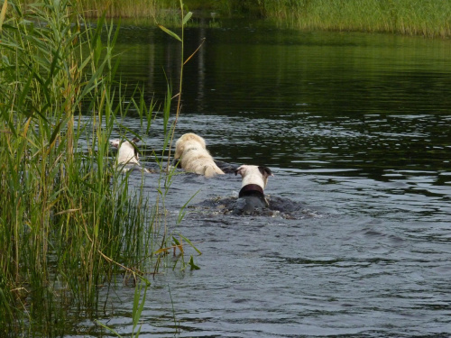 Brutus, Benek, Lola, Kruczek, lipiec 2011