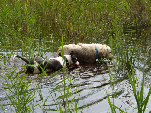 Brutus i Lola. Kruczek, lipiec 2011