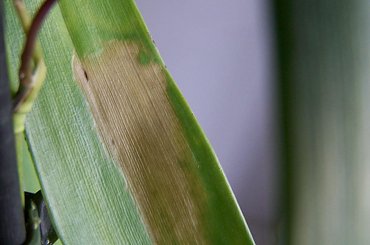 #kwiaty #oncidium #storczyk