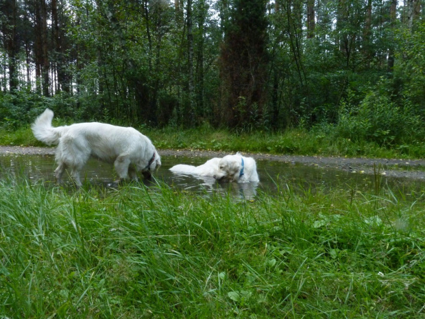 Brutus i Duffel, Choszczówka, lipiec 2011