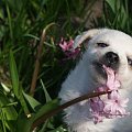 #zwierzęta #psy #ludzie #kwiaty #rośliny #dzieci #starsi