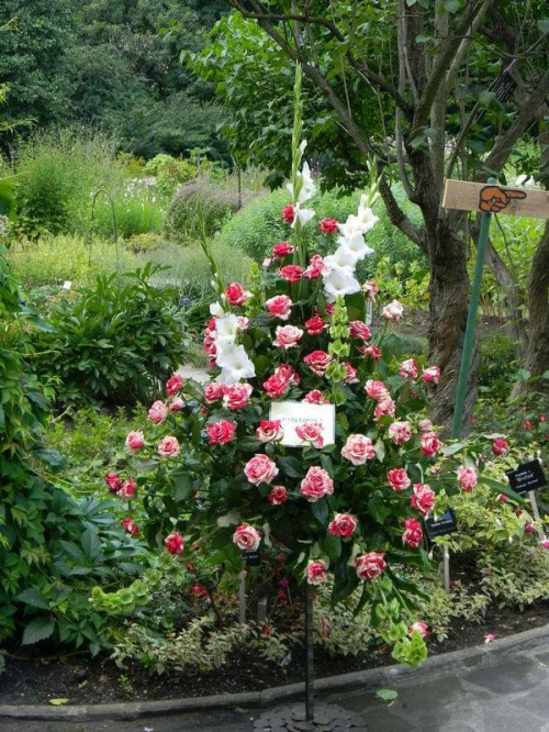 Wystawa róż Ogród Botaniczny UW